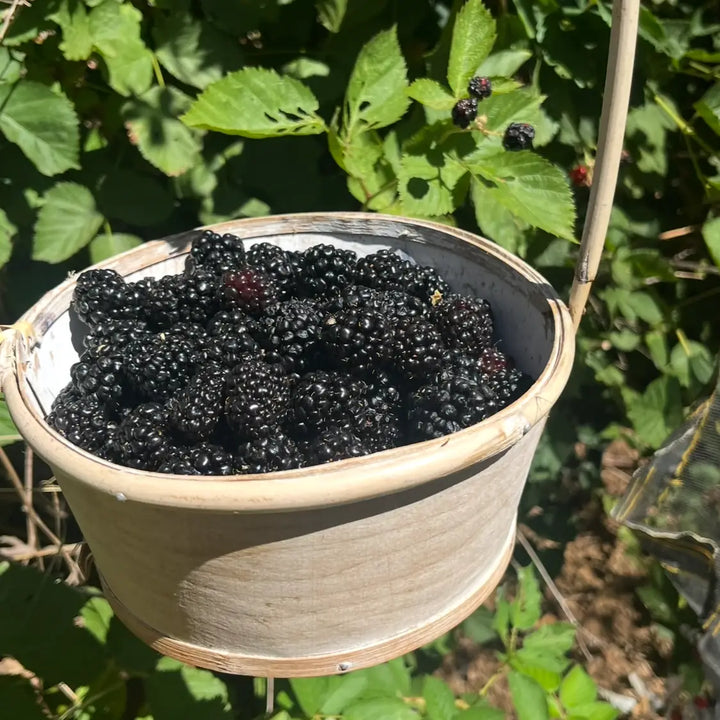 Green Dream Pantry – Pacific Northwest Berry Jam