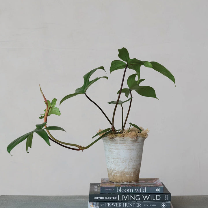 Distressed Terra Cotta Planter with Ruffled Edge